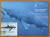 Tubarão Megalodon