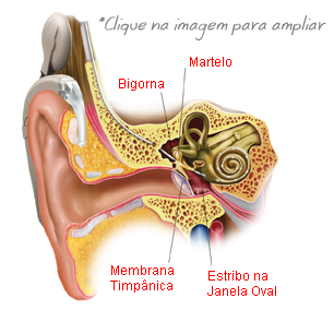 Anatomia do ouvido