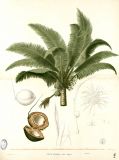 Coqueiro da Bahia
